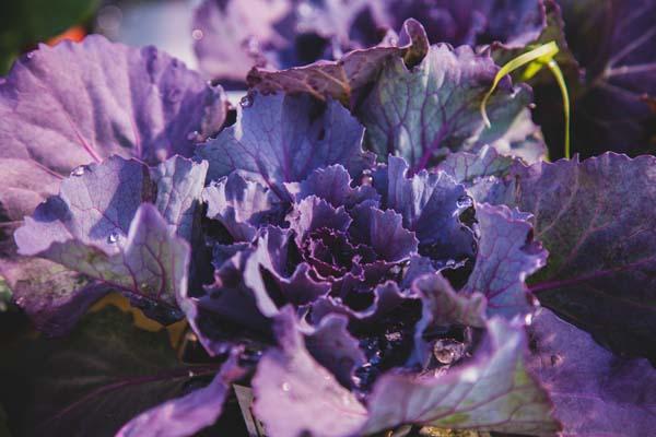 Flowering Cabbage 'Pigeon Purple' Quart