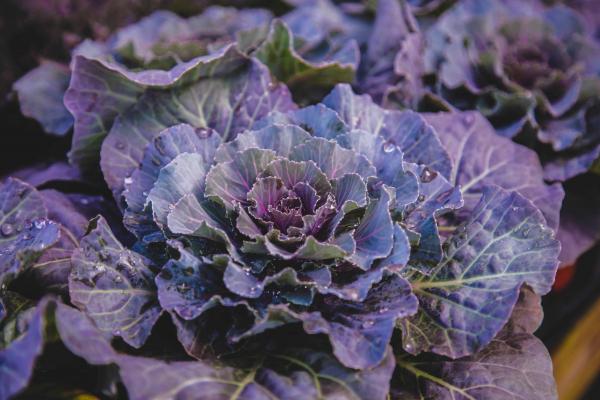 Flowering Cabbage 'Pigeon Red' Quart