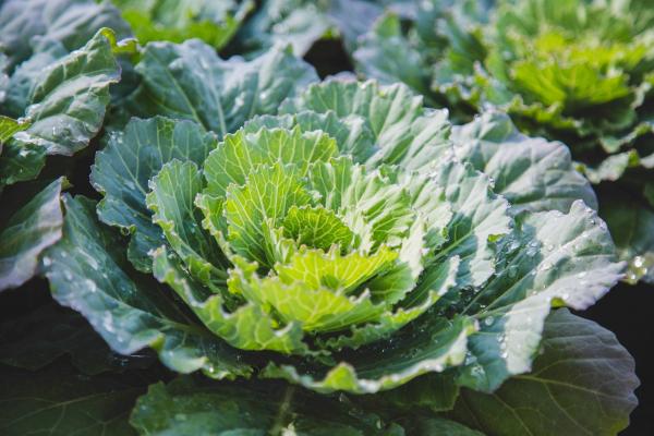 Flowering Cabbage 'Pigeon White' Quart