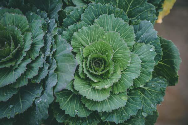 Flowering Cabbage 'Pigeon Victoria' Quart