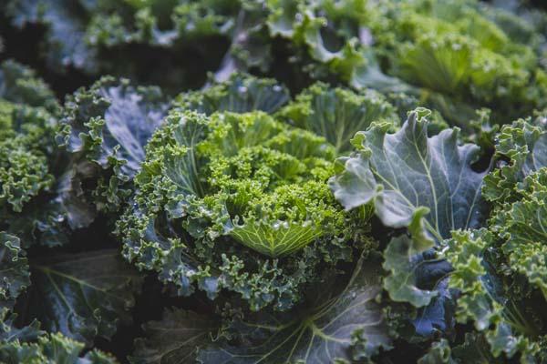 Flowering Kale Kamome&trade; White Quart