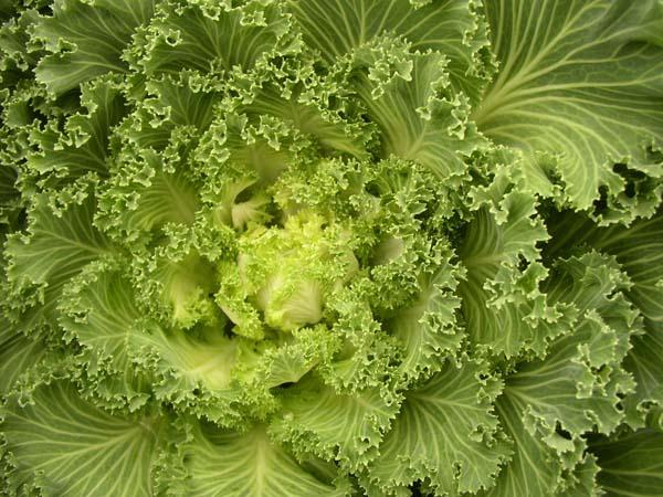 Flowering Kale 'Nagoya White' 2 Gallon