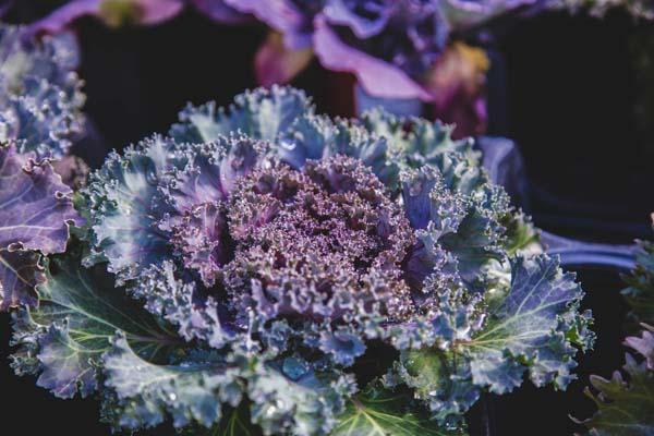 Flowering Kale Kamome&trade; Red Quart