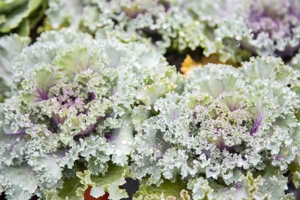 Flowering Kale Kamome&trade; Pink Quart