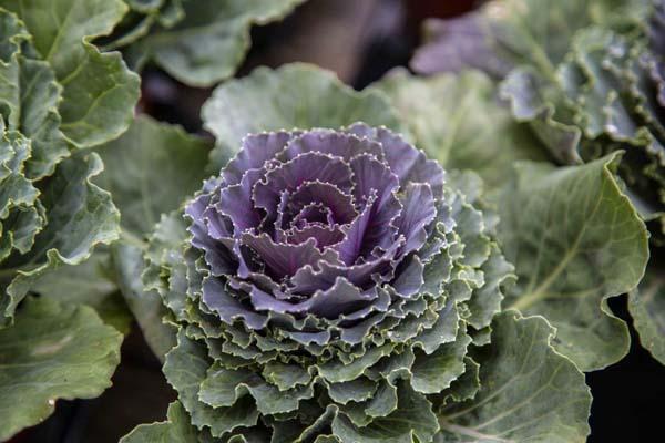 Flowering Kale Song Bird&trade; Red Quart