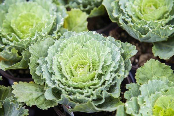 Flowering Kale Song Bird&trade; White Quart