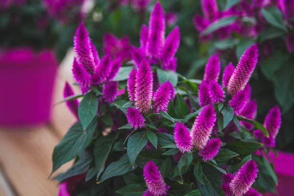 Celosia Intenz&trade; Violet 8"