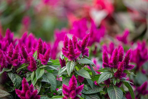 Celosia Intenz&trade; Dark Purple 8"