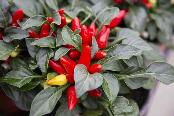 Ornamental Pepper 'Red Missile' Quart