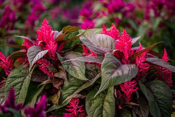 Celosia Dragon's Breath&reg; 8"