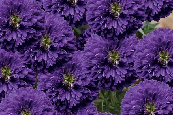 Aster Henry&trade; II Purple 8"