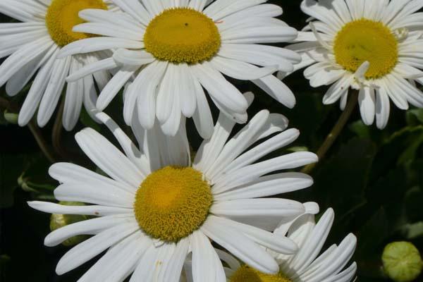 Montauk Daisy 8"