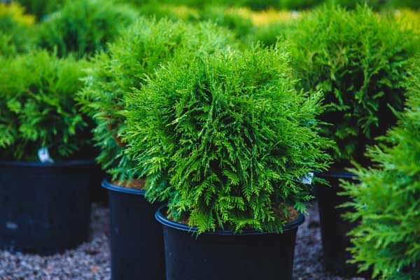 Woodward Globe Arborvitae 3 Gallon