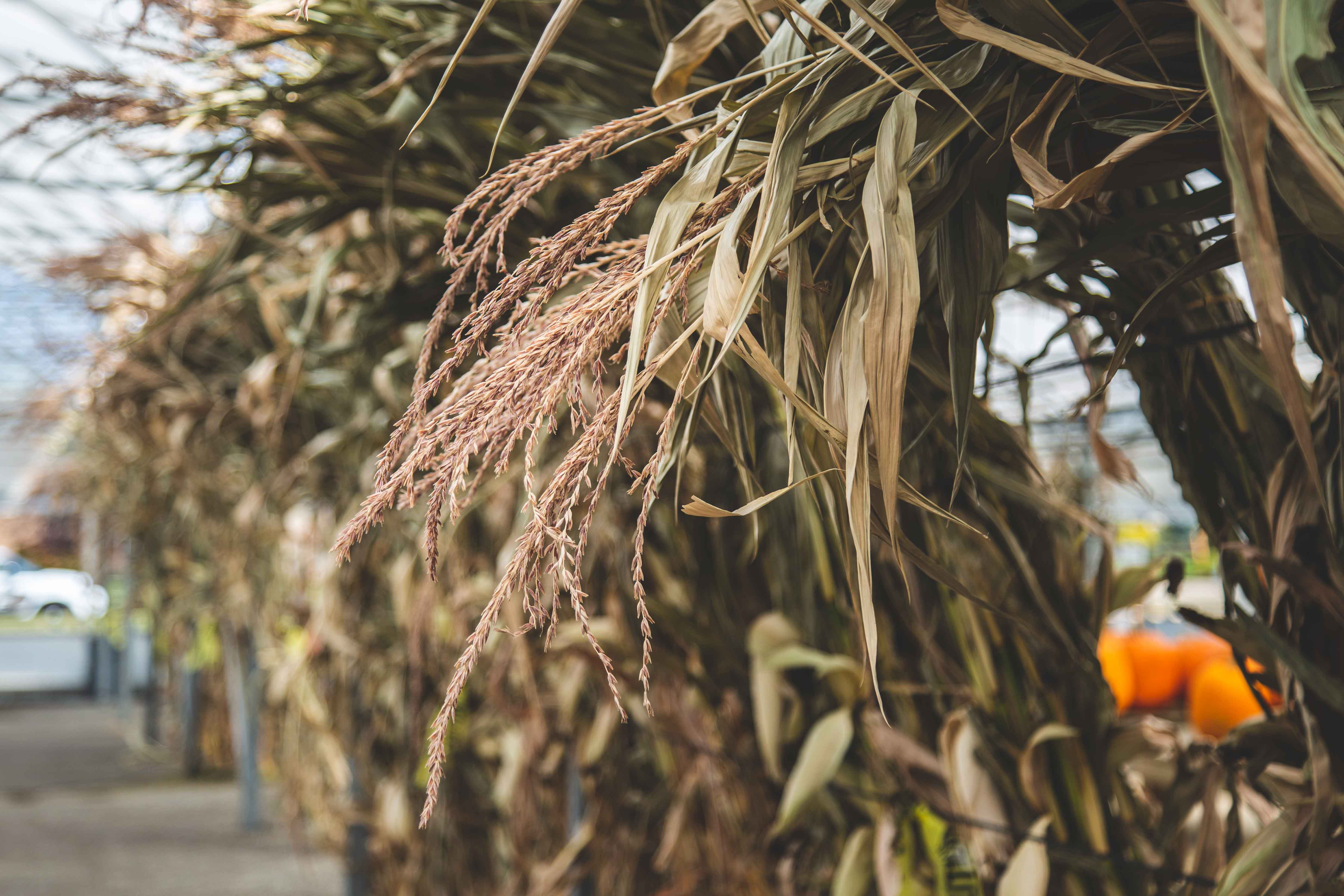 Cornstalks