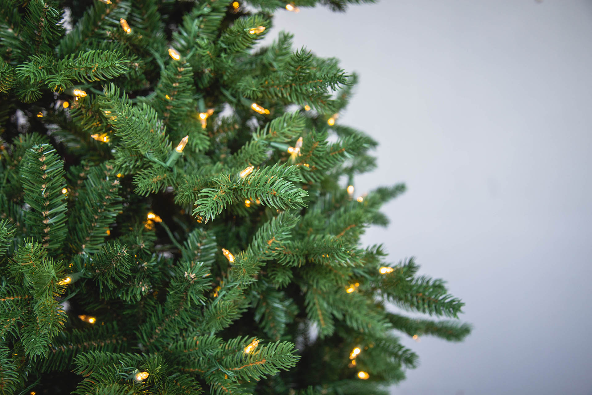 Fraser Fir