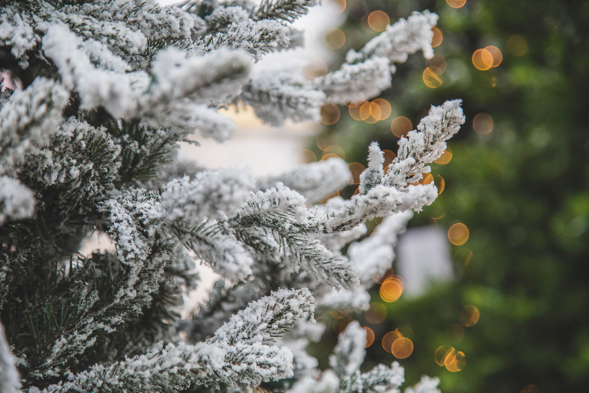 Snowy Pine