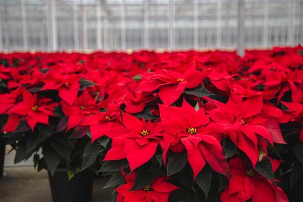 Poinsettia Red 10"