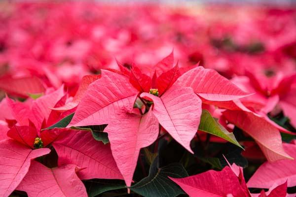 Poinsettia 'Pink' 10"