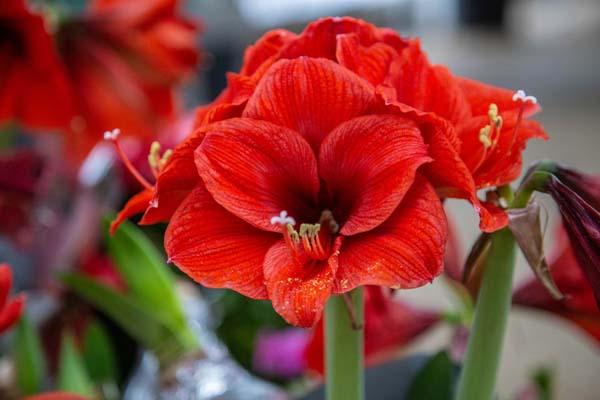 Amaryllis Double Stem 6"