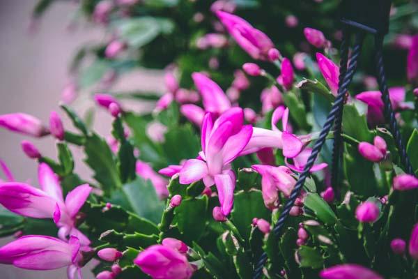 Christmas Cactus 8" Hanging Basket