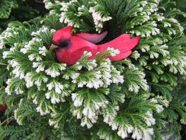 Decorated 'Frosty' Fern, Selaginella 4"