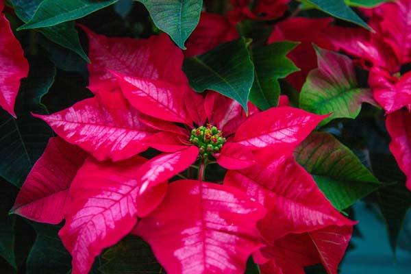 Poinsettia 'Ice Punch' 7.5"