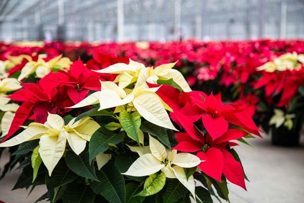 Poinsettia 'Red & White Combo' 8.5"