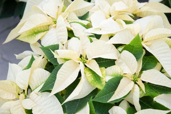 Poinsettia 'White' 7.5"