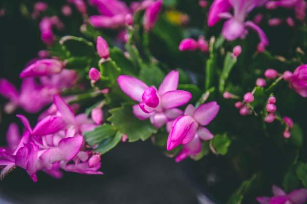 Christmas Cactus 4"