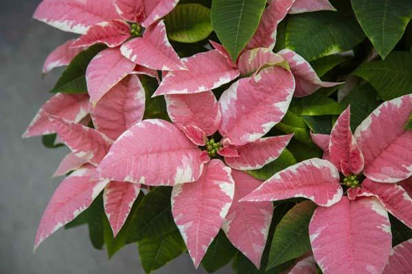Poinsettia 'Marble Star' 10"