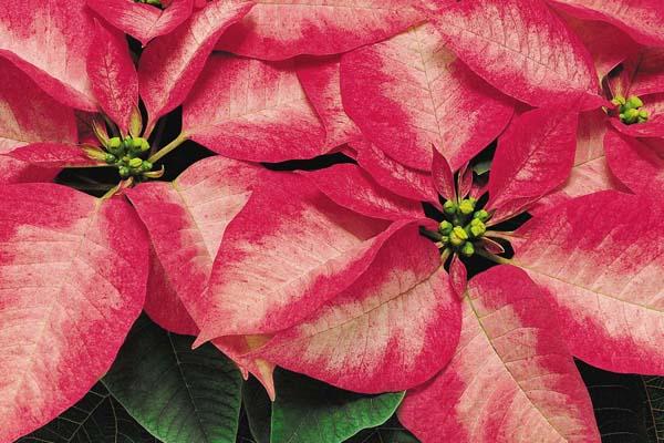 Poinsettia 'Premium Ice Crystal' 7.5"
