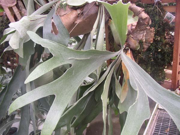 Staghorn Fern 12" Hanging Plaque