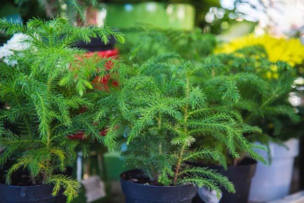 Norfolk Island Pine 6"