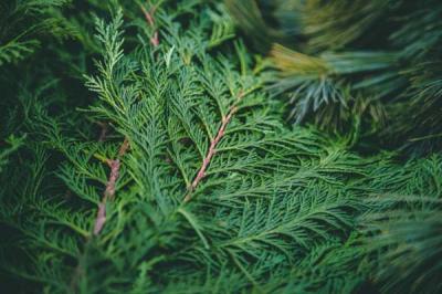 Port Orford Cedar