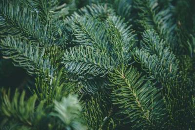 Noble Fir