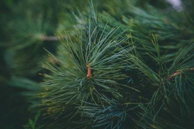 West Coast Pine