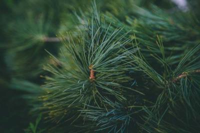 West Coast Pine