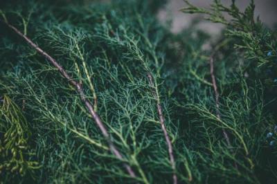 Carolina Sapphire Cypress