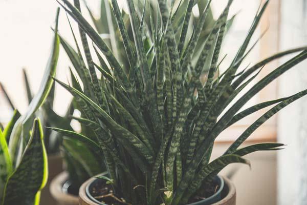 Snake Plant 'Fernwood Mikado' 6"