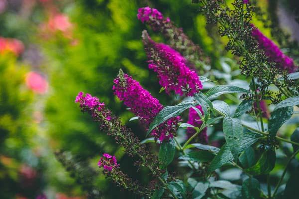 Butterfly Bush 'Miss Molly' 3 Gallon