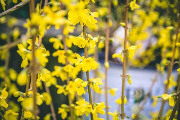 Forsythia 'Lynwood Gold' 3 Gallon