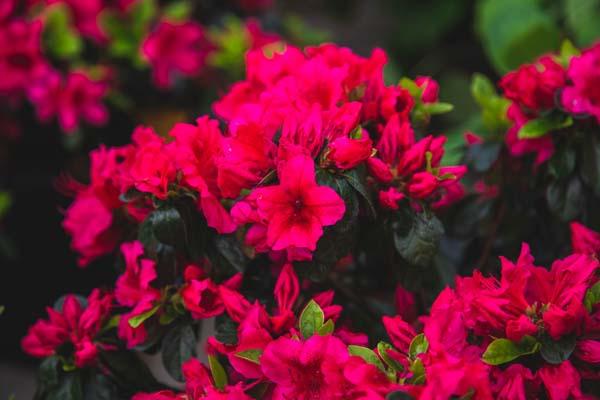 Evergreen Azalea 'Girard's Christina' 7 Gallon