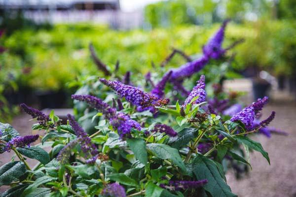 Butterfly Bush Pugster Blue&reg; 3 Gallon