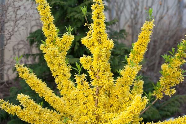 Forsythia Show Off&reg; 3 Gallon