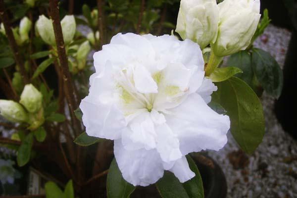 Evergreen Azalea 'Dwarf Double White' 3 Gallon