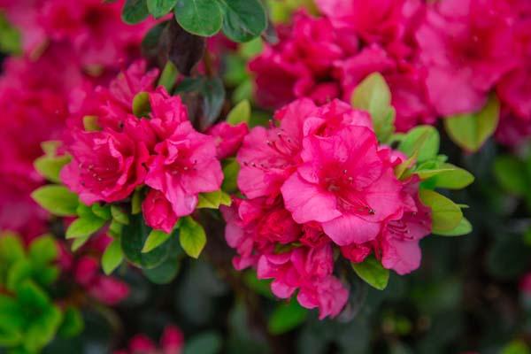 Evergreen Azalea 'Girard's Rose' 3 Gallon