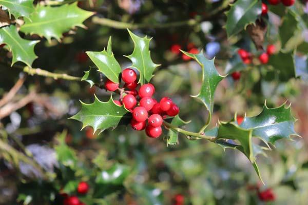 Holly 'Red Beauty&reg;' 3 Gallon