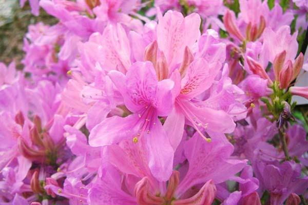 Deciduous Azalea Exbury 'Western Lights' 3 Gallon