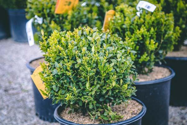 Boxwood 'Green Mountain' 7 Gallon