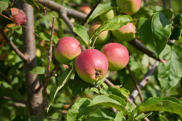 Apple 'Fuji' 7 Gallon